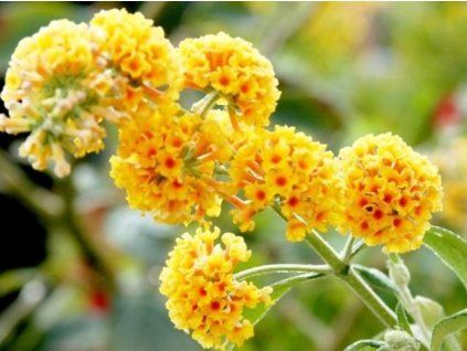 86789 5 sungold