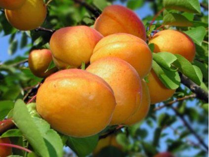 Meruňka 'Ceglédská obří'  Prunus armeniaca 'Ceglédská obří'