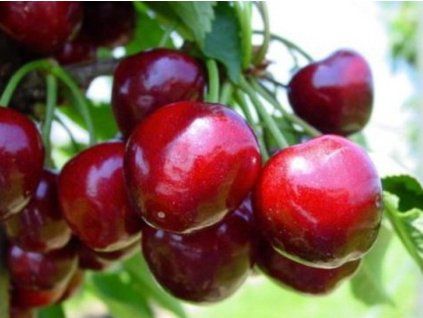Třešeň 'Katalin'  Prunus avium 'Katalin'