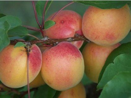Meruňka 'Klosterneuburger'  Prunus armeniaca 'Klosterneuburger'