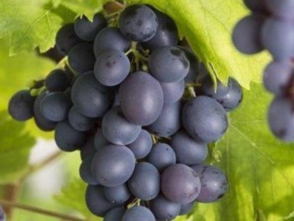 Réva vinná 'Attika'  Vitis vinifera 'Attika'