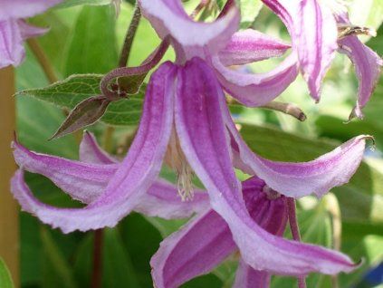 Plamének 'Hanajima'  Clematis 'Hanajima'