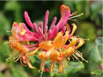 Zimolez Heckrottův 'GoldFlame'  Lonicera heckrotii 'GoldFlame'
