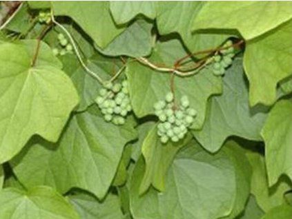 lunoplod