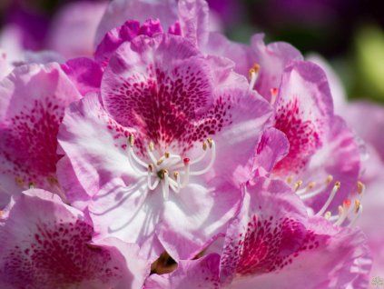 Rhododendron Royal Violet (2)