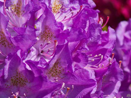 Rhododendron Purpureum Grandiflorum (3)