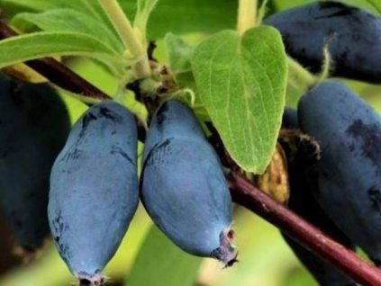 Zimolez kamčatský 'Jugana'  Lonicera kamtschatica 'Jugana'