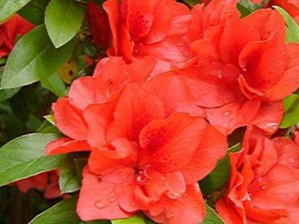 Japonská azalka 'Maria Derby'  Rhododendron obtusum 'Maria Derby'