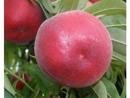 Broskvoň 'Patty'  Prunus persica 'Patty'