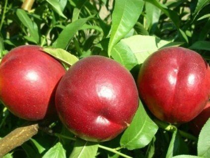 Nektarinka 'Gea'  Prunus persica ´Gea´