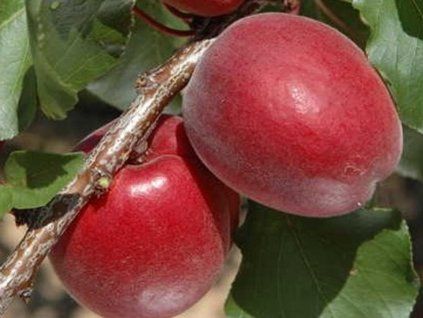 Meruňka 'Rubista'  Prunus armaniaca 'Rubista'