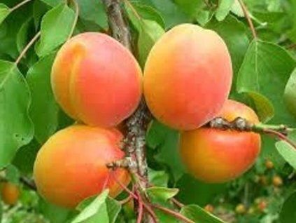 Meruňka 'Wonder Cot'  Prunus armaniaca 'Wonder Cot'