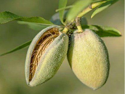 Mandloň 'Marinada'  Prunus amygdalus ´Marinada´