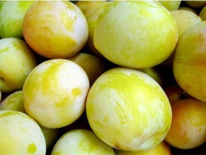 Japonská švestka 'T.C. Sun'  Prunus salicina 'T.C. Sun'
