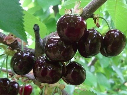 Třešeň 'Early Bigi'  Prunus avium 'Early Bigi'