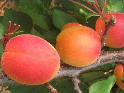 Meruňka 'Mikado'  Prunus armaniaca 'Mikado'