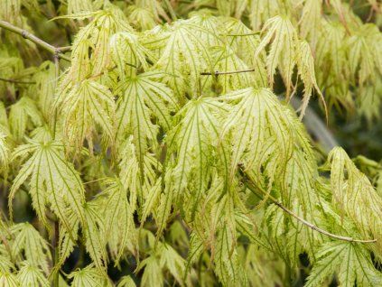 Acer Peaches and Cream