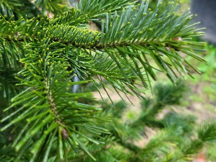 Abies sibirica (4)