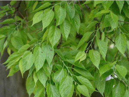 celtis