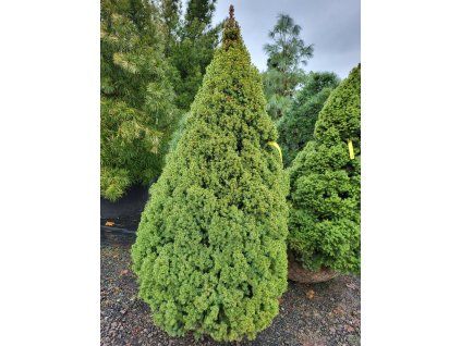 Picea glauca 'Conica' (1)