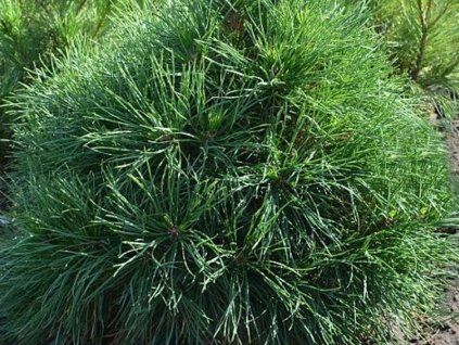 globosa viridis