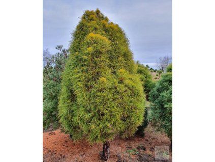 pinus sylvestris globosa viridis, 1800zl, 250cm, 25let (1)