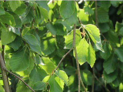 Buk lesní 'Pendula'  Fagus sylvatica 'Pendula'