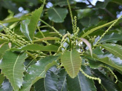 glabra