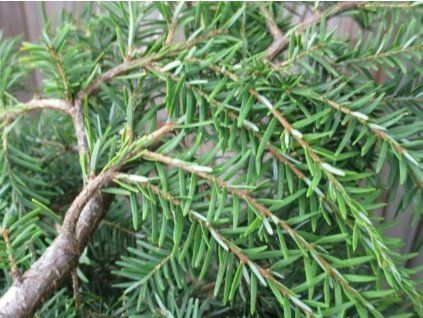 jalovec pendula