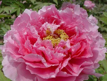 Pivoňka dřevitá 'Yatsukajishi'  Paeonia suffruticosa 'Yatsukajishi'