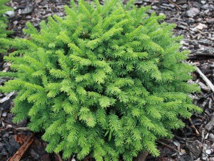 glauca