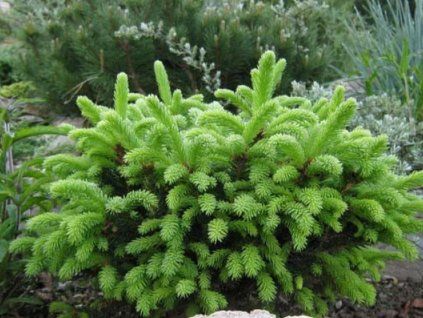 pumila nigra