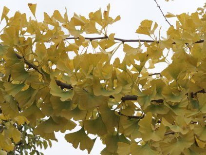 pendula