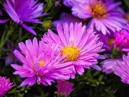 Hvězdnice křovitá 'Anneke' - Aster dumosus 'Anneke'  Aster dumosus 'Anneke'