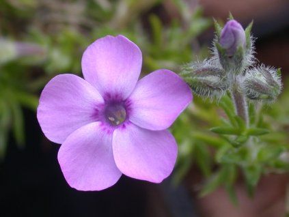 Plaménka 'Eva' - Phlox douglasii 'Eva'  Phlox douglasii 'Eva'