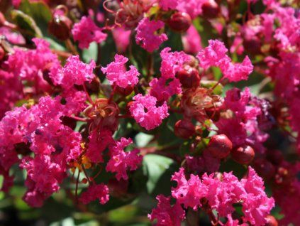 Lagerstroémie 'With Love Kisses' PBR  Lagerstroemia indica 'With Love Kisses'