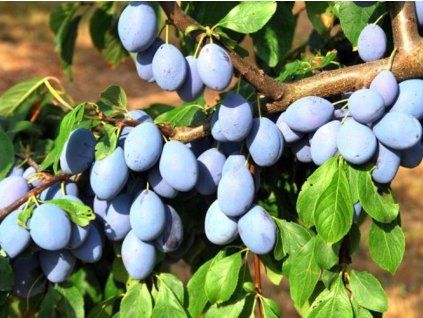 Švestka 'Hanka'  Prunus domestica 'Hanka'