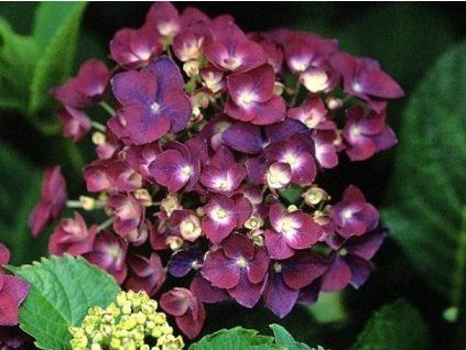 purple h
