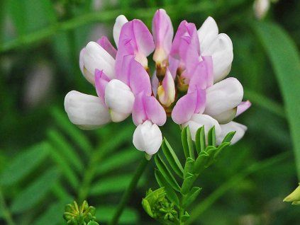 Čičorka pestrá - Coronilla varia  Coronilla varia