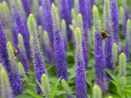 91523 rozrazil klasnaty ulster dwarf blue veronica spicata ulster dwarf blue