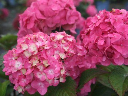 91727 1 hortenzie velkolista endless summer bloomstar