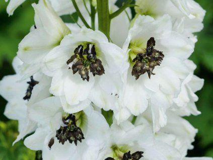 deep white