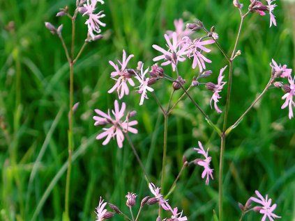 Kohoutek luční  - Lychnis flos-coculi  Lychnis flos-coculi