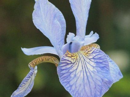 soft blue
