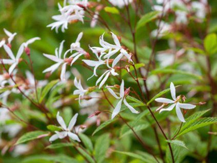 Trubučka trojlistá - Gillenia trifoliata  Gillenia trifoliata