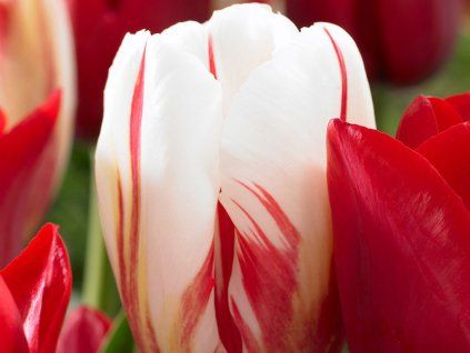 Tulipán 'Carnaval de Rio'  Tulipa 'Carnaval de Rio'