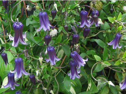 Plamének 'Rooguchi'  Clematis 'Rooguchi'