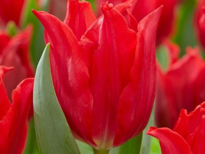 Tulipán 'Pretty Woman®'  Tulipa 'Pretty Woman®'