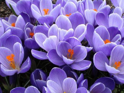 crocus grand maitre 1