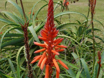 92375 aloe stromovita